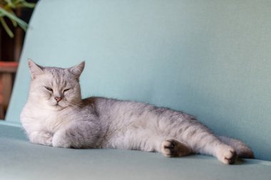 Uykulu İskoç heteroseksüel gri kedi yavrusu. Ön pençeleri katlanmış mavi koltukta dinleniyor. Evcil hayvan için konfor ve sıcaklık kavramı.,