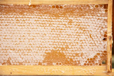 Kehribar bal peteğinin organik bal rengi parlak sarı kehribar rengi, bal peteğindeki altıgen hücreler sağlıklı beslenme için arıcılık ürünü, alternatif tıp, yüksek kaliteli fotoğraf.