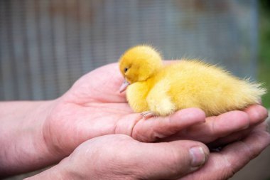 Çiftçinin kucağında küçük sarı bir ördek yavrusu var. Hayvanlara karşı sevgi ve şefkat gösteriyor.,