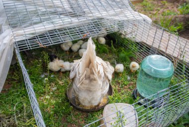 Çalı kuyruklu beyaz tavuk civcivlerine bakar ve onlara küçük bir tel kafesteki çimlere yerleştirilmiş bir kaseden darı gagalamayı öğretir. Çiftlikteki yaşamı ve kümes hayvanlarının bakımını gösteren bir sahne.,