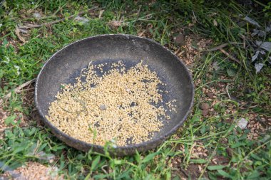 Kafesteki çimlerin üzerinde büyük bir kase tahıl duruyor. Kümes hayvanları için doğal yem. Ördek ve tavuk üretimi kavramı.,