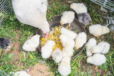 Beyaz tavuk ve birçok tüylü, renkli civciv çimenli bir alanda bulunan bir kaseden tahıl yiyorlar. Çiftlik sahnesi.,