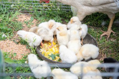 Beyaz tavuk civcivlerine bakar ve onlara darı gagalamayı öğretir ve küçük bir tel kafeste çimlerin üzerinde haşlanmış yumurtayı ezer. Çiftlik hayatı ve kümes hayvanlarının bakımını gösterir.,