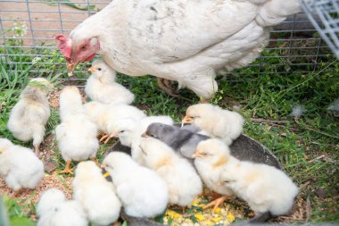 Beyaz tavuk civcivlerine bakar ve onlara darı gagalamayı öğretir ve küçük bir tel kafesin içinde çimlere yerleştirilmiş haşlanmış yumurtayı ezer, çiftlik hayatını ve kümes hayvanlarının bakımını gösterir.,
