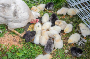 Beyaz tavuk yavrularına bakar ve onlara bahçedeki küçük bir tel kafesteki çimlere yerleştirilmiş bir kaseden darı gagalamayı çiftlikte mutlu bir hayat ve kümes hayvanlarıyla ilgilenmeyi öğretir.,