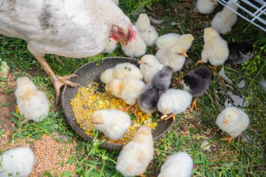 Beyaz tavuk canlı bir grup küçük civciv ile birlikte yiyecek arıyor, mısır ve buğday tanelerini gagalıyorlar boş bir çiftlikteki yemyeşil çimlere saçılmış bir kasede.