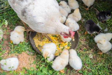 Beyaz tavuk, civcivlerini otların üzerine konmuş bir kasede mısır ve tahılla besliyor. Bazı civler kaseden yiyor, bazıları da otların etrafını gagalıyor.