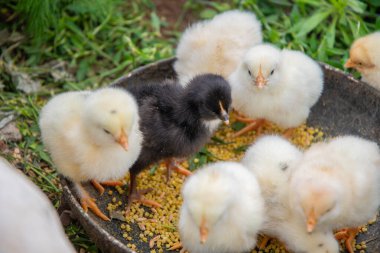 Metal bir kasedeki tahılları gagalayan bir grup yeni doğmuş yavru canlı yeşil çimenli bir ortamda yemeklerini yiyorlar ve büyüleyici bir çiftlik alanı sahnesi yaratıyorlar.