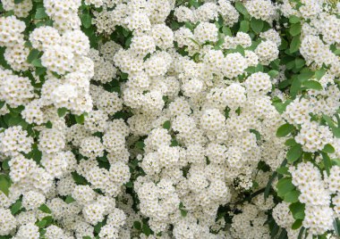 Snow-white flowers of spirea natural flower background lat. Spiraea vanhouttei deciduous ornamental shrub in garden design for a hedge, clipart