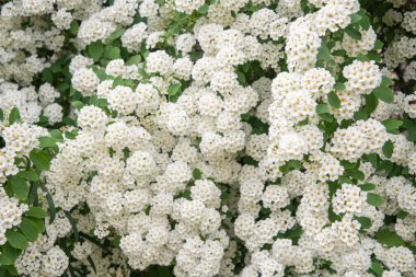 Spirea 'nın kar beyazı çiçekleri şemsiye şeklinde kızılötesi ışınlar halinde toplanır ve tüm çalılığı bol bol kaplar. Spiraea vanhouttei yaprak döken bahçe çitleri için süs eşyası.,