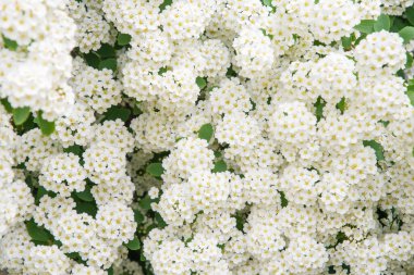 Spirea 'nın kar beyazı çiçekleri şemsiye şeklinde kızılötesi ışınlar halinde toplanır ve tüm çalılığı bol bol kaplar. Spiraea vanhouttei, Rosaceae ailesinin yaprak döken bir süslemesidir.,