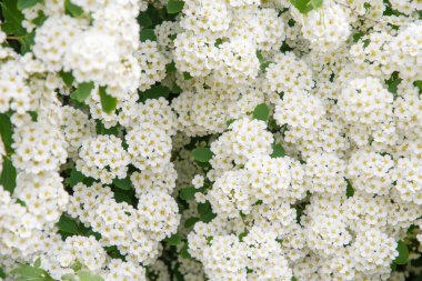 Snow-white flowers of spirea are collected in umbrella-shaped inflorescences, abundantly covering the entire bush, lat. Spiraea vanhouttei deciduous ornamental shrub in garden design, clipart