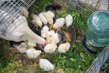 Sıcak bir kümeste yavruları besleyen tavuk, iç açıcı bir kümes hayvanı çiftçiliği sahnesi yaratıyor ve kırsal alanda kendini adamış bir anne tavuğun besleyici içgüdülerini ön plana çıkarıyor.