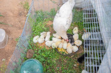 Bazı civcivler kafesin dışındaki bölgeyi keşfederken, bazı civler de kafesin içinde mısırla besleniyor ve kırsal çevrenin sıcaklığının tadını çıkarıyor.