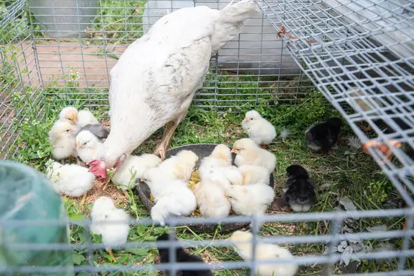 Beyaz tavuk pek çok yavrusuna bakar ve onlara çim kabındaki bir kaseden darı gagalamayı öğretir. Küçük tel bir kafesin içinde çiftlik hayatını ve kümes hayvanlarının bakımını gösteren bir sahne.,