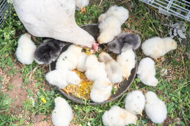 Beyaz bir tavuk ve bir sürü sevimli sarı civciv çimenli zeminde tahıl dolu metal bir kaseden beslenerek dokunaklı bir çiftlik alanı sahnesi yaratıyor.,