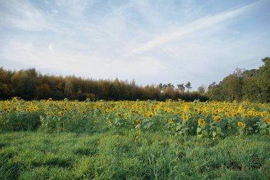 Çiçek açan sarı ayçiçekleri, sonbaharda dingin bir ormanın yakınındaki canlı bir tarlayı doldurarak, berrak bir gökyüzünün altında sıcak güneş ışığıyla yıkanmış, resmedilmiş, kırsal bir manzara oluşturuyor.