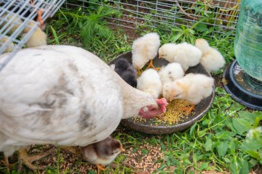 Beyaz tavuk ve tüylü civcivler, bir tavuk kümesinin yemyeşil çimenlerindeki tahılları gagalıyorlar. Çiftlik hayatının özünü yakalıyorlar ve huzurlu bir kırsal alanda kümes hayvanlarını besliyorlar.