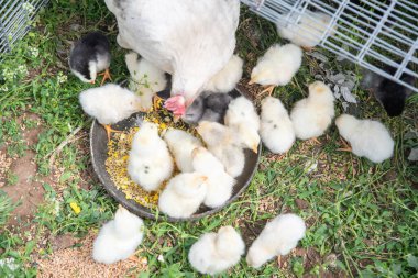 Beyaz bir tavuk ve bir sürü sevimli sarı civciv bir kase dolusu tahılla besleniyor ve çimenli zeminde haşlanmış yumurta, dokunaklı bir çiftlik alanı sahnesi yaratıyor.,