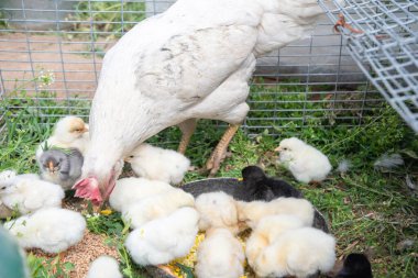 Beyaz bir tavuk, civcivlerini doğranmış yumurta ve çimenleri tel bir kafeste besliyor ve doğada çok güzel bir çiftlik hayatı ve annelik manzarası gösteriyor.,