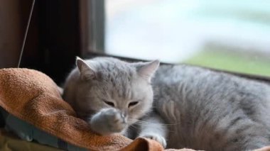 Kedi pencerenin pervazında uyuyor, hamak pencereye dayanıyor, rahatlama ve sakinlik kavramı, yatmadan önce kürk yalama, kedi hijyeni koruyor, kameraya bakıyor, pençe yalıyor.,