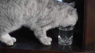 Gri kedi bardaktan su içer, ahşap pencere pervazında oturur, hayvan davranışları ve içme alışkanlığı kavramı, evcil hayvanın yanına bir kase su koyar.,