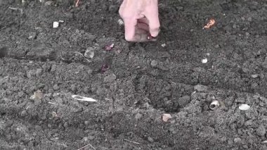 Bir bahçıvan bahçedeki toprağa kırmızı soğan yerleştirir, her soğanı dikkatlice hazırlar, ideal büyüme ve bol hasat için gerekli aralığı sağlar.
