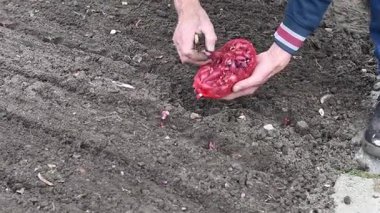 Bahçıvan, bir ağdan bahçe toprağına kırmızı soğan seti yerleştirir, her bir ampulü dikkatli bir şekilde, ideal büyüme ve bol miktarda hasat için gerekli aralığı sağlar.,