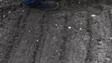 Bahçıvan bahçedeki toprağa kırmızı soğan eker, her bir ampulü uygun büyüme mesafesi ve bol hasat için dikkatlice yerleştirir.,