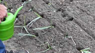 Bahçıvan suları yeşil bir sulama tenekesinden gelen pırasa tohumları sebze bahçesindeki deliklere dikilir, bitki büyümesini teşvik eder ve organik bahçe işleriyle uğraşır.,