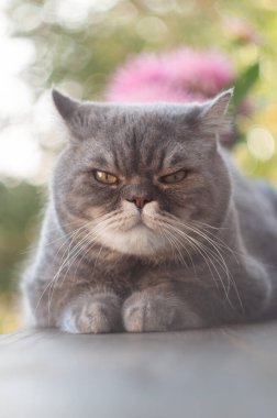 Pençelerini içeri sıkıştırmış, dinlenen gri bir kısa hava kedisi ve yoğun, huysuz bir yüz ifadesi, muhtemelen rahatsız ya da sinirli, bulanık bir açık hava ortamında