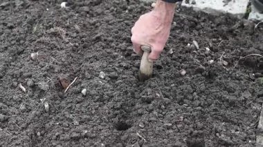 Bahçıvan yumuşak toprakta, sebze bahçesinde organik pırasa yetiştirmek için özel aletlerle delikler açıyor.,