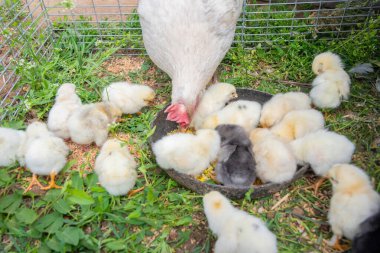 Beyaz tavuk, çiftlikteki tel örgülerin yakınındaki çimlerin üzerinde duran bir kaseden çıkan tahılla sayısız sarı civcivi besler ve dokunaklı bir çiftlik hayatı, kümes hayvanları çiftliği manzarası yaratır.