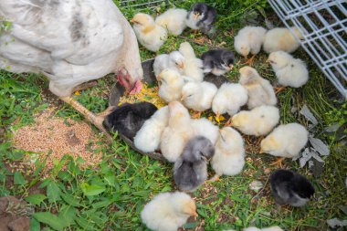 Beyaz tavuk tüylü sarı civcivlerini yemlerken yemyeşil çimenlere yerleştirilen bir kaseden çıkan tahılla huzurlu kırsal bir manzara yaratıyor.