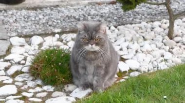 Gri İngiliz kısa hava kedisi yemyeşil bahçede geziniyor, sakin bir merakla yemyeşil çevreyi keşfediyor ve huzurlu bir açık hava ortamının tadını çıkarıyor.