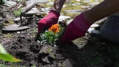 Koruyucu eldivenler giyen bahçıvan canlı turuncu kadife çiçeklerini dekoratif taş bahçe yolunun yanındaki besin zengini toprağa dikkatlice yerleştiriyor. Mevsimlik çiçek açan bitkilerle manzarayı güzelleştiriyor.
