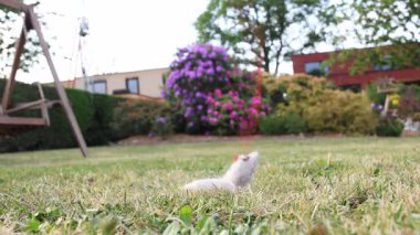 Kırmızı bir ipin üzerinde zıplayan beyaz kedi yavrusu çiçek açan rhododendronlar ve ahşap bir salıncak yakınlarındaki bir bahçe çimlerini keşfederken kedi merakını ve enerjisini gösteriyor.,