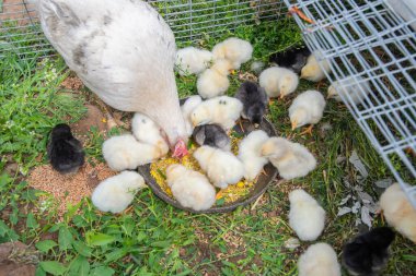 Beyaz tavuk çok sayıda sarı ve siyah civcivi bir kabın içindeki mısırla besliyor tel örgülerin yakınındaki çimlere yerleştiriyor ve iç açıcı bir çiftlik manzarası yaratıyor.