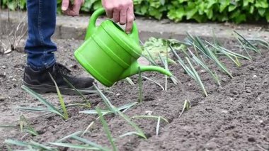 Bahçıvan sularından elde edilen pırasa tohumları verimli topraklardaki deliklere bile ekilir. Bitkilerin büyümesini teşvik eder ve organik bahçe işleriyle uğraşır.,