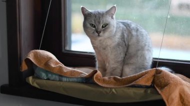 Kedi pencere pervazında rahat bir şekilde oturur hamağı pencere arkasına asar, rahatlama ve ev konforu, kameraya ve pencereden dışarı bakar.,