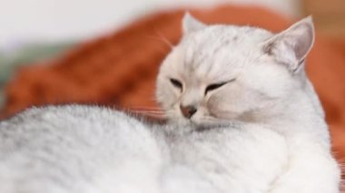 İngiliz Shorthair kedisi dikkatlice kendini yalıyor, dikkatlice ve nazikçe tüylerini tımar ediyor ve temizliyor, odada yumuşak turuncu bir battaniyenin üzerinde yatıyor.,