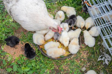 White hen feeding her chicks with corn from a bowl, nestled on the grass near a wire mesh fence, showcasing the nurturing bond of family in a rural farm setting