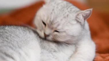 İskoç düz açık gri kedisi kendini tamamen yalıyor, nazikçe ve dikkatlice kürkünü tarıyor, odada yumuşak turuncu bir battaniyenin üzerinde uzanıyor, huzurlu bir yaşam konsepti.,