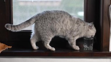 Gri kedi bir bardaktan su içer, tahta bir pencere eşiğinde durur ve kuyruğunu zevkle sallar, içki rejimini takip eder, evcil hayvan davranış konseptini.,