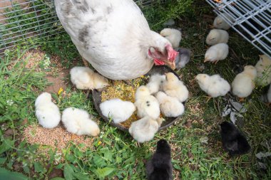 Beyaz tavuk civcivleri kaseden çıkan tahılla besliyor, kırsal tavuk kümesine yerleşmiş, çevresindeki çimenli çevreyle birlikte, çiftliği betimliyor.