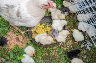Beyaz tavuk tüylü civcivlerin başında korunuyor. Güneşli bir açık hava kümesi içinde yemek gagalıyor. Etrafı dağınık yem ve canlı yeşil otlarla çevrili.