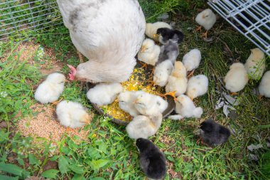 Beyaz tavuk tüylü sarı civcivlerini besliyor ve besliyor. Metal bir kaseden. Etrafı yemyeşil otlarla çevrili.