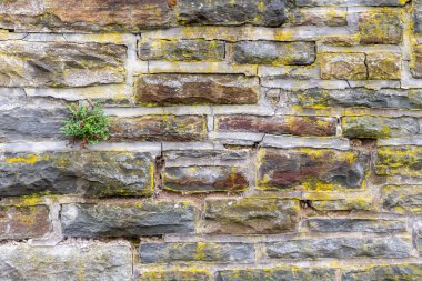 Yıpranmış yüzeyi, çatlamış havanı ve sarı yosunu olan eski bir taş duvarın yakınında taşların arasında büyüyen küçük bir çalı kırsal ve dokulu bir zemin oluşturur.,