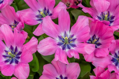 Mor merkezli pembe laleler, baharın başlangıcını sembolize eden parlak ve renkli bir çiçek düzeni oluşturur.,