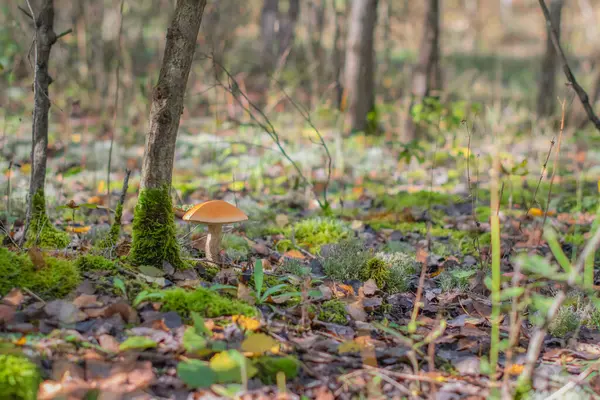 Titreyen yeşil yosunlar, dağınık yapraklar ve kuru dallarla çevrili, sakin bir ormandaki bir ağacın yanında büyüyen portakal kapağı boletus sonbaharın güzelliğinin özünü yakalıyor.
